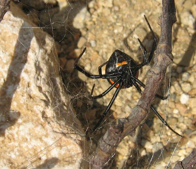 La vedova nera - Latrodectus tredecimguttatus
